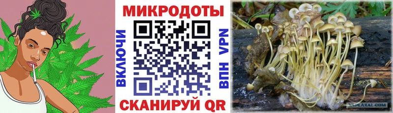 блэк спрут   Чекалин  Псилоцибиновые грибы MAGIC MUSHROOMS 